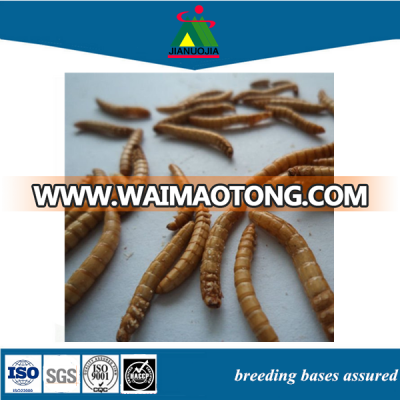 tenebrio frozen worm products mealworm