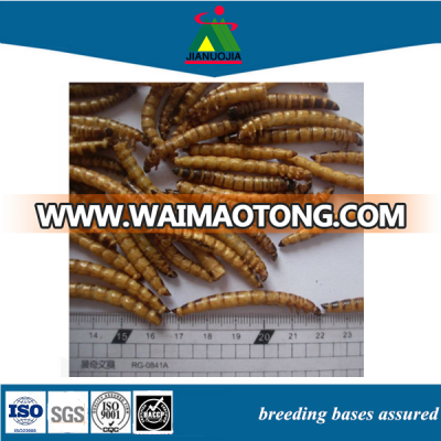 manufacturers lizard pet fish food