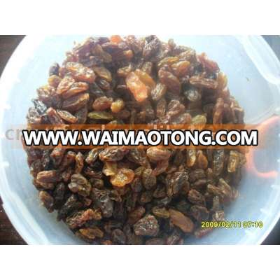 raisin bird food