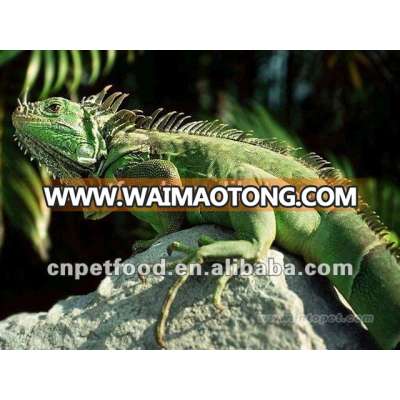 Dried Cricket Animal/Pet food