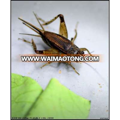 Natural Animal Food Dried Cricket