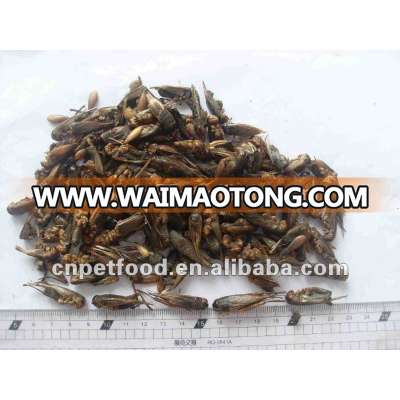 Dried Cricket Fish/Tortoise/Lizard food