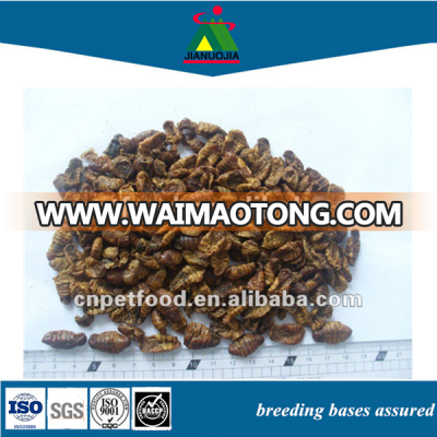 stock dried parrot fish cichlid food