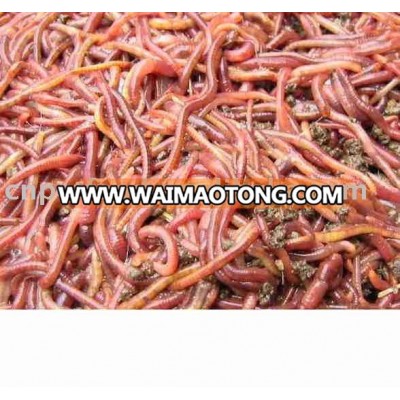 earthworm aquarium fish food