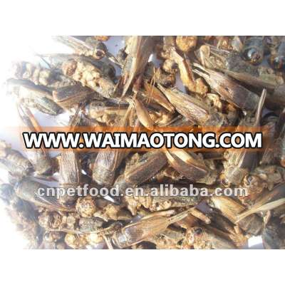 Dried Cricket Animal Food