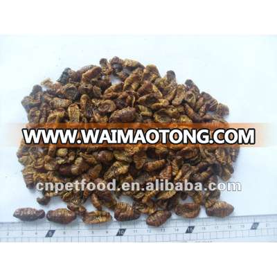 Dried silkworm pupa Fish/reptile Food