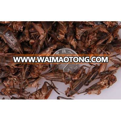 Oven Dried Cricket Animal Food