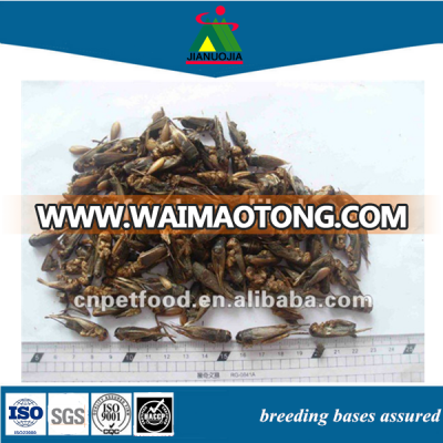 wholesale dried crickets insect microwave feed