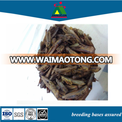 dried aquarium fish food grasshopper insects locust