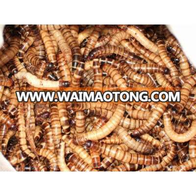 MEALWORMS FOR BIRD OR CHICKEN