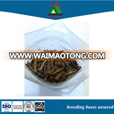 tank eco snack food edible locust