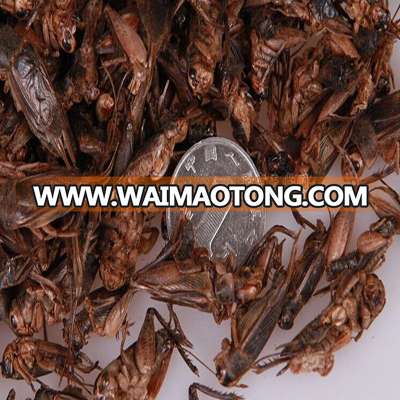 Dried Crickets Poultry Feed Chicken Feed Bird Feed