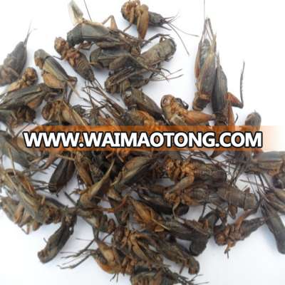 Dried Crickets Poultry Feed Chicken Feed Pet Feed