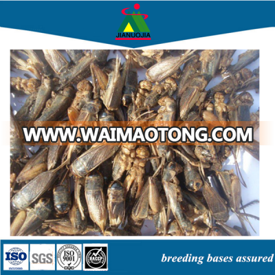 eco egg insects food