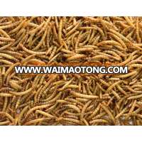 Microwave Dried Mealworm