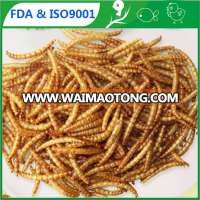 Expricened pet food suppliers innovative food mealworms bird feed